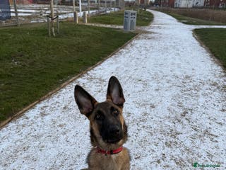 German Shepherd dogs Special home needed for Mando - Advert 15
