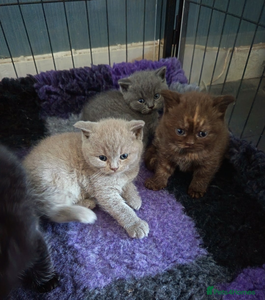 British Shorthair cats *Beautiful BSH Mixed Litter*DNA Tested Parents* - Advert 1