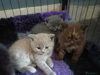 British Shorthair cats *Beautiful BSH Mixed Litter*DNA Tested Parents* - Advert 1
