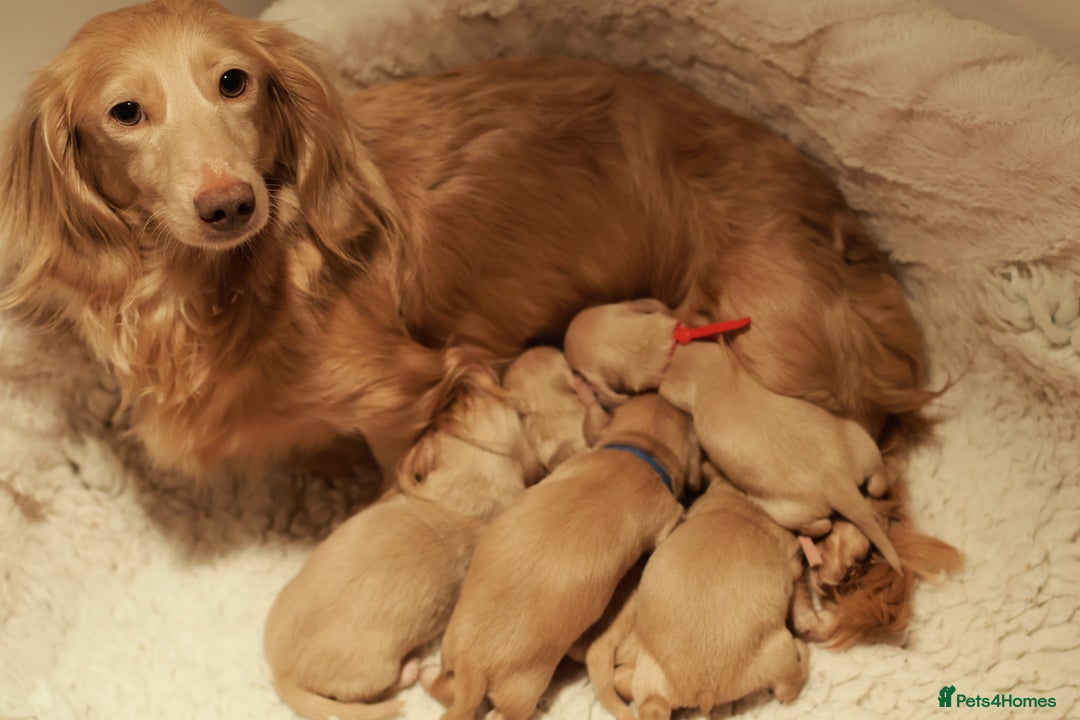 Miniature Dachshund dogs for sale: 5*Licensed+CREAMLONGHAIR+KCreg+PRACLEAR+Vetchecked - Advert 7