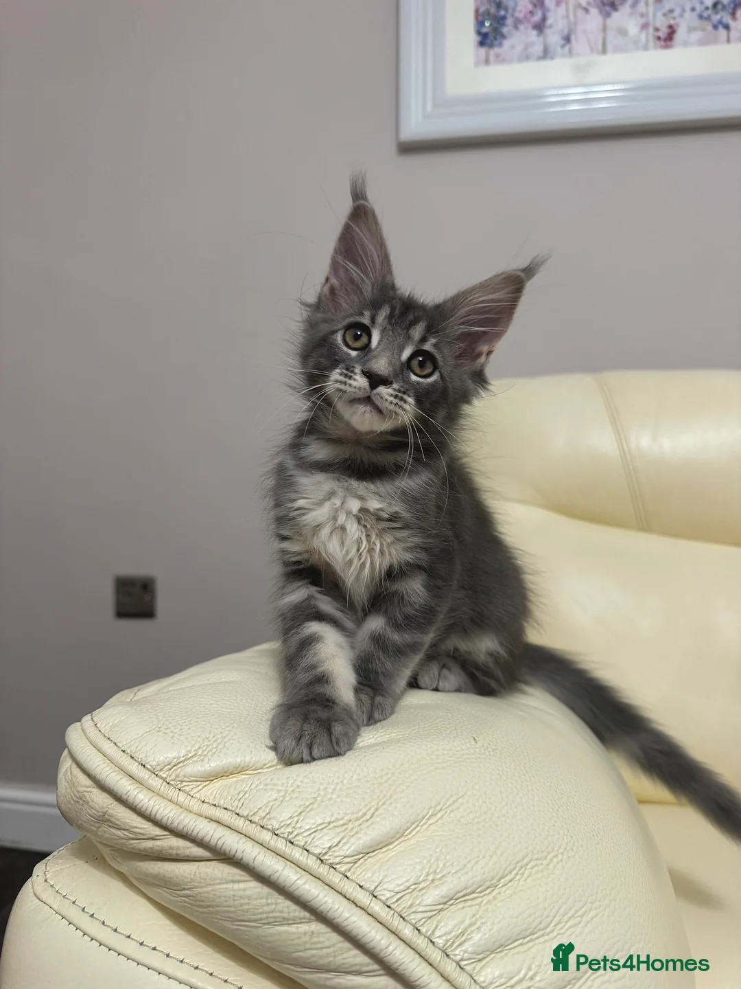 Maine Coon cats for sale: MaineCoonKitten🏆20+gen🧬Outstadning Full Pedigree - Advert 22