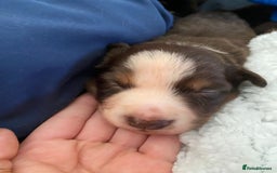 Border Collie dogs for sale: BorderCollie Pups: unique chocolate tri rough coat - Advert 16