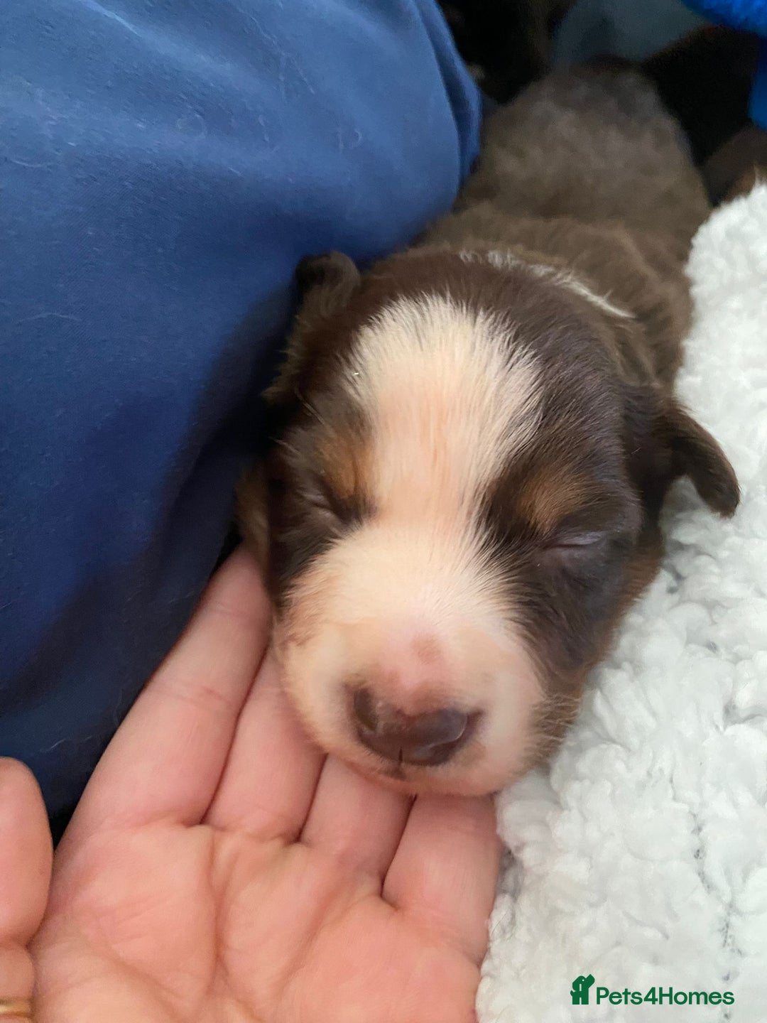 Border Collie dogs for sale: BorderCollie Pups: unique chocolate tri rough coat - Advert 16