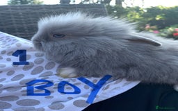 Lionhead rabbits for sale: 7 Beautiful double mane Lionhead Bunnies  - Image 4