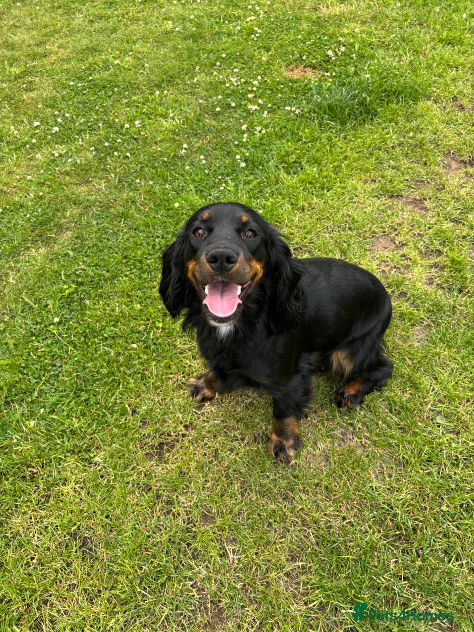 Cocker Spaniel dogs Female cocker spaniel for sale  - Advert 1