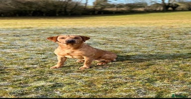 Labrador Retriever dogs Only two beautiful girls left, reduced price!  - Advert 4