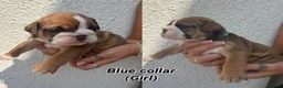 English Bulldog dogs for sale: STUNNING TRADITIONAL ENGLISH BULLDOG - Advert 9