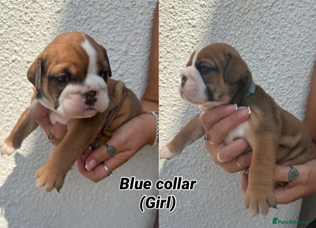 English Bulldog dogs for sale: STUNNING TRADITIONAL ENGLISH BULLDOG - Advert 35