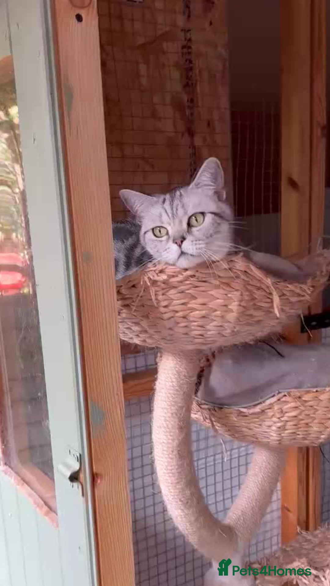 British Shorthair cats for sale: Looking for a lap Cat???? - Image 6