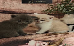British Shorthair cats for sale: GCCF Registered chunky British Shorthair Kittens - Image 8