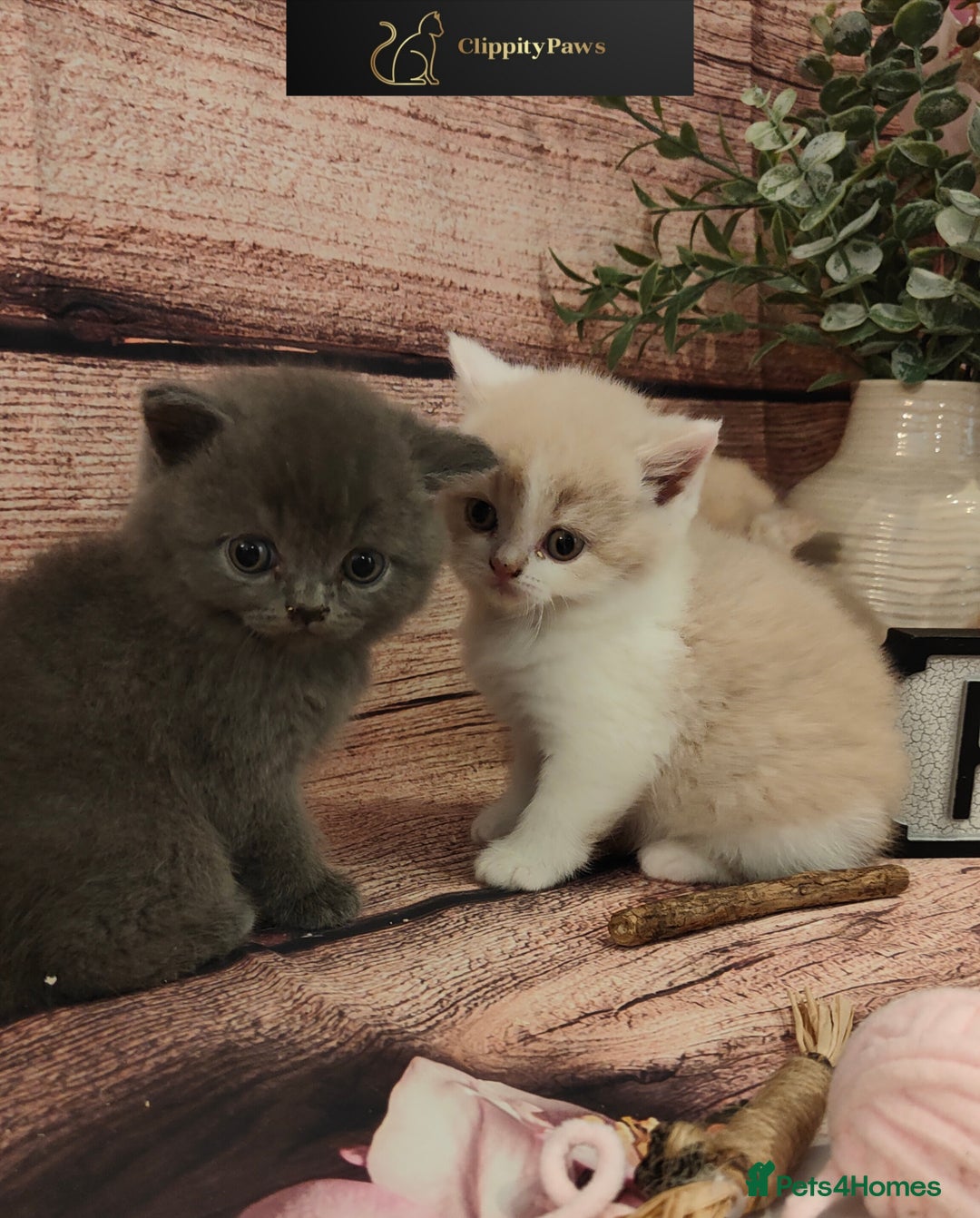 British Shorthair cats for sale: GCCF Registered chunky British Shorthair Kittens - Image 8