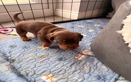 Dachshund dogs for sale: Gorgeous sausage pups for sale  - Image 14