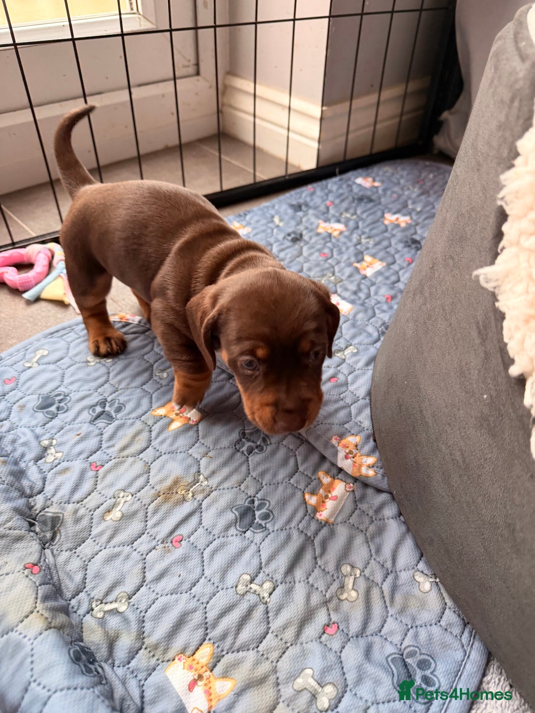 Dachshund dogs for sale: Gorgeous sausage pups for sale  - Image 14