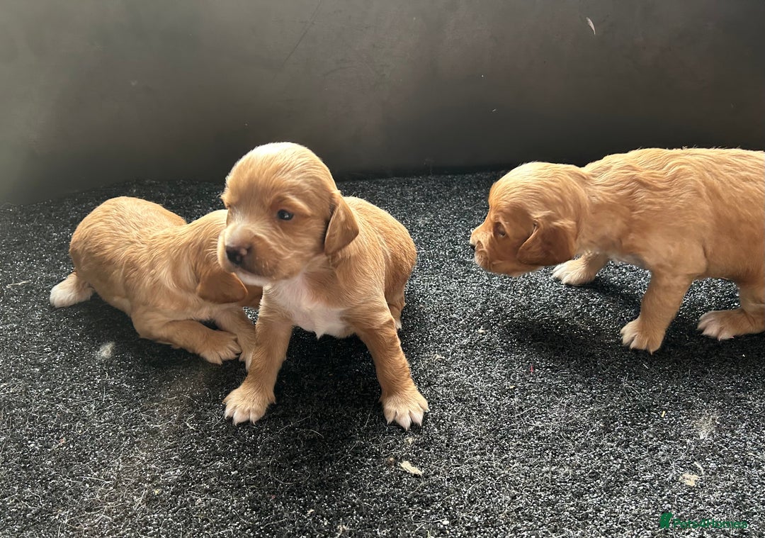 Cockapoo dogs for sale: Cockapoo puppies ginger/golden - Advert 23