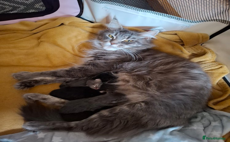 Maine Coon cats Stunning litter of maine coon kittens  - Advert 3