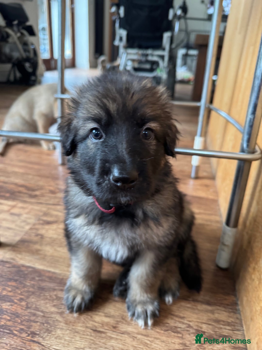 Mixed Breed dogs for sale: Beautiful Inca & handsome Nanuq PUPDATE x4 - Image 33