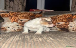 Jack Russell dogs for sale: ONE BOY LEFT smooth Jack Russell puppy - Advert 9