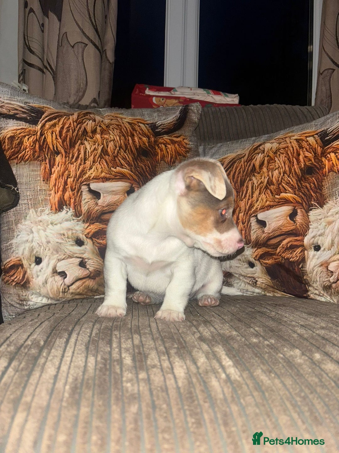 Jack Russell dogs for sale: ONE BOY LEFT smooth Jack Russell puppy - Advert 9