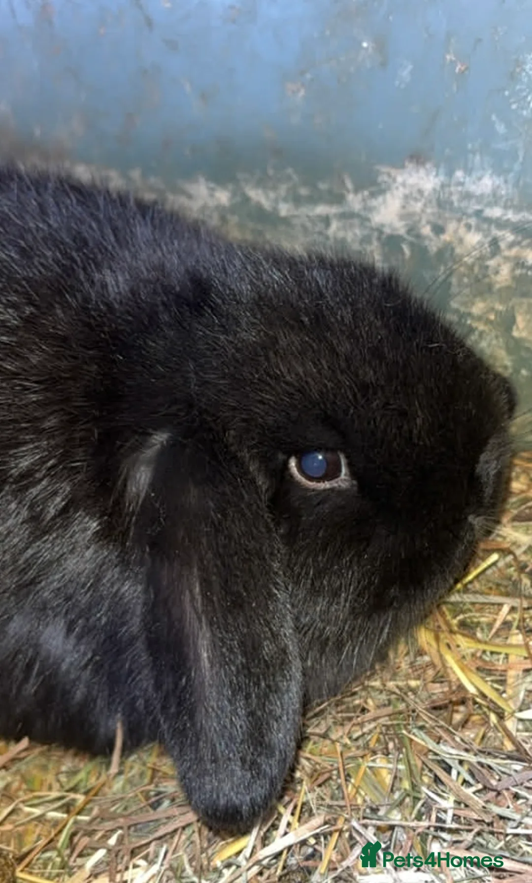 Mini Lop rabbits for sale: Baby mini lop rabbits  - Advert 2