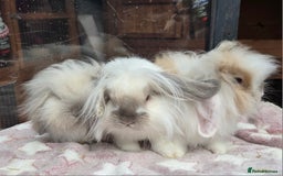 Mini Lion Lop rabbits for sale: Mini lop lops - Image 3