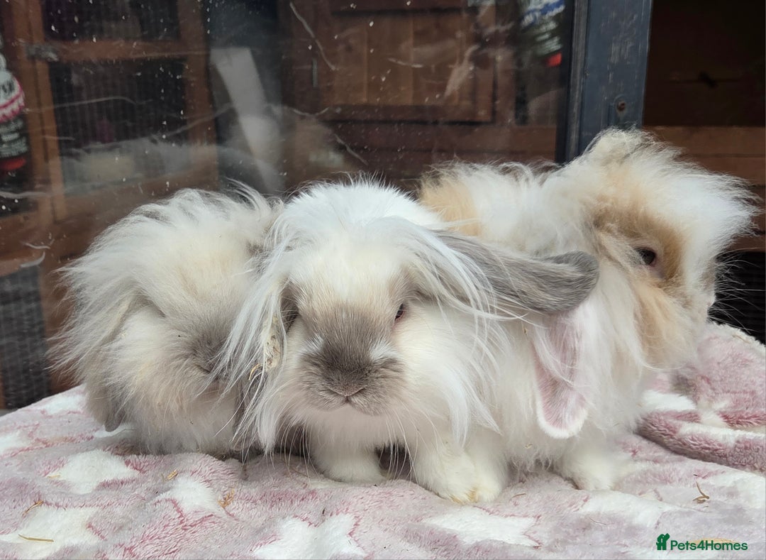 Mini Lion Lop rabbits for sale: Mini lop lops - Image 3