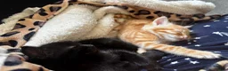 Mixed Breed cats for sale: 🐾🧡 x2 Adorable Ginger Toms 🧡🐾 - Advert 10