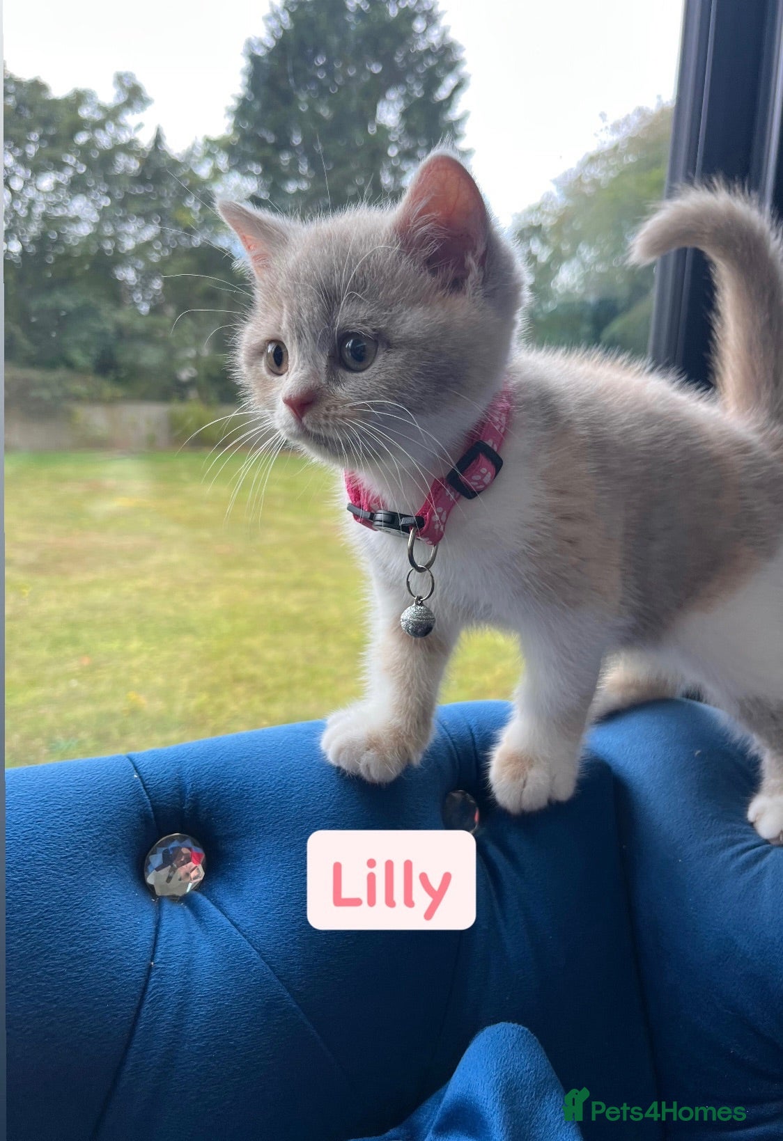 British Shorthair cats Incredible BSH Pedigree 🐾💖 GCCF £800 - Advert 2