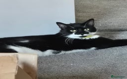 Domestic Shorthair cats for sale: Male neutered cat  - Image 2