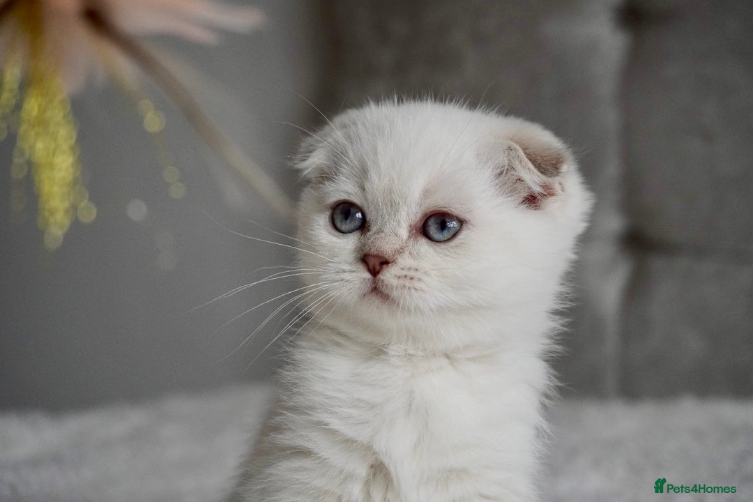 Scottish Fold cats for sale: ❣️Scottish Fold Kittens❣️ - Advert 15