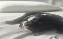 English Bulldog dogs for sale: KC Reg Champion Bloodlines 1 Girl Left £ 2800 - Image 25