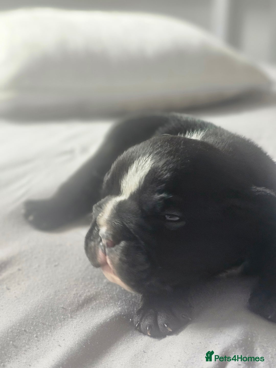 English Bulldog dogs for sale: KC Reg Champion Bloodlines 1 Girl Left £ 2800 - Image 25