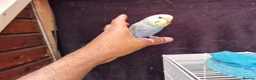 Budgerigars birds for sale: Super silly hand tamed baby budgies  - Advert 14