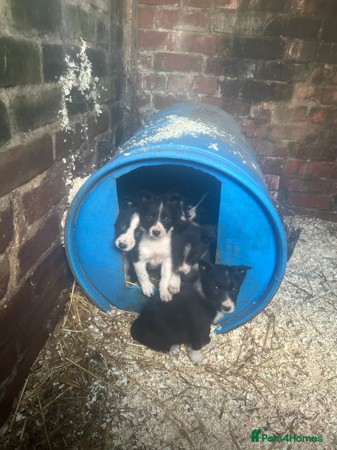 Border Collie dogs for sale: Working border collie pups - Advert 9
