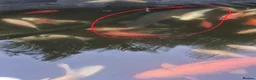 Koi Carp fish for sale: Various Koi Carp & Gold fish for sale in Leicester - Advert 7