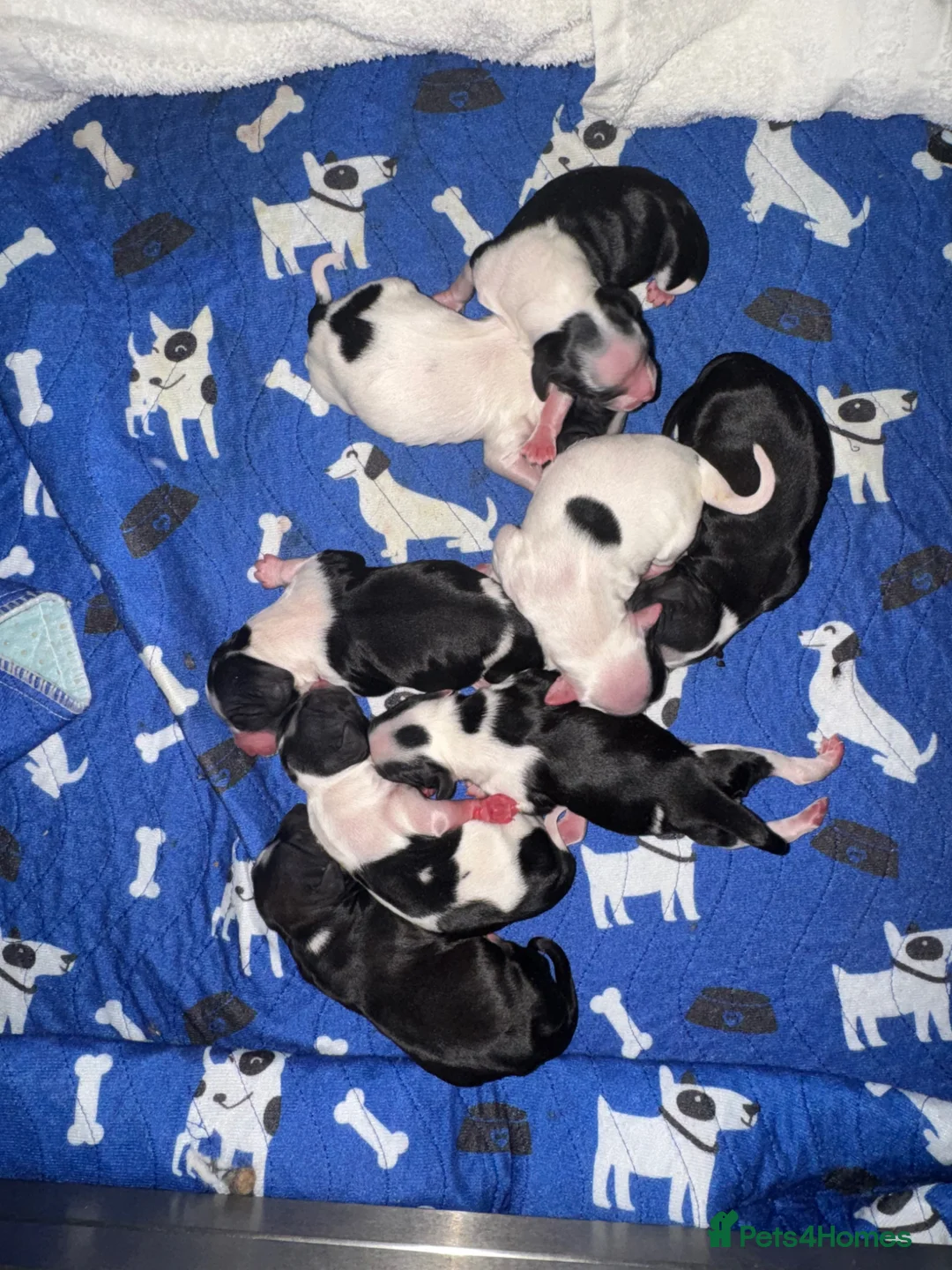 Tibetan Terrier dogs for sale: Lovely KC Reg Tibetan terrier puppies - Advert 14