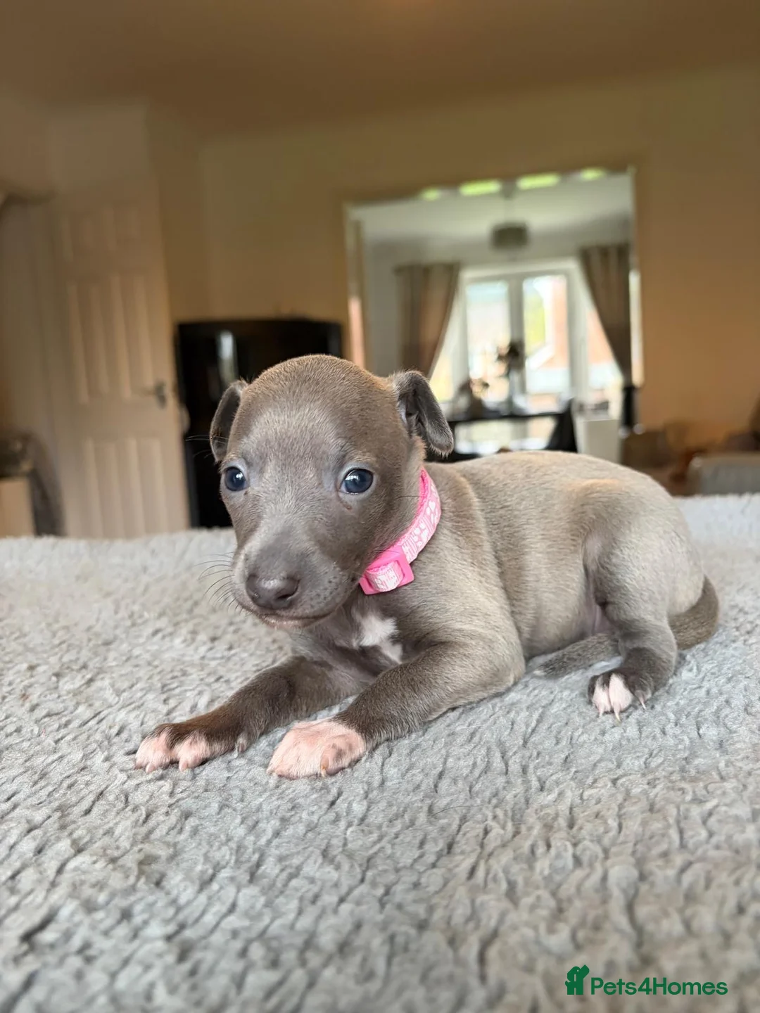 Italian Greyhound dogs for sale: KC REG ITALIAN GREYHOUNDS BLUE PUPS FOR NEW HOMES - Advert 1