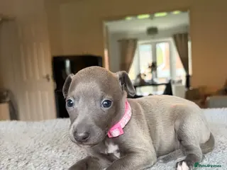 Italian Greyhound dogs for sale: KC REG ITALIAN GREYHOUNDS BLUE PUPS FOR NEW HOMES - Advert 2