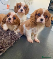 Cavalier King Charles Spaniel dogs - Advert 1