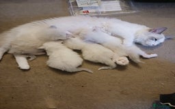 Ragdoll cats for sale: CUTE RAGDOLL KITTENS  - Image 15