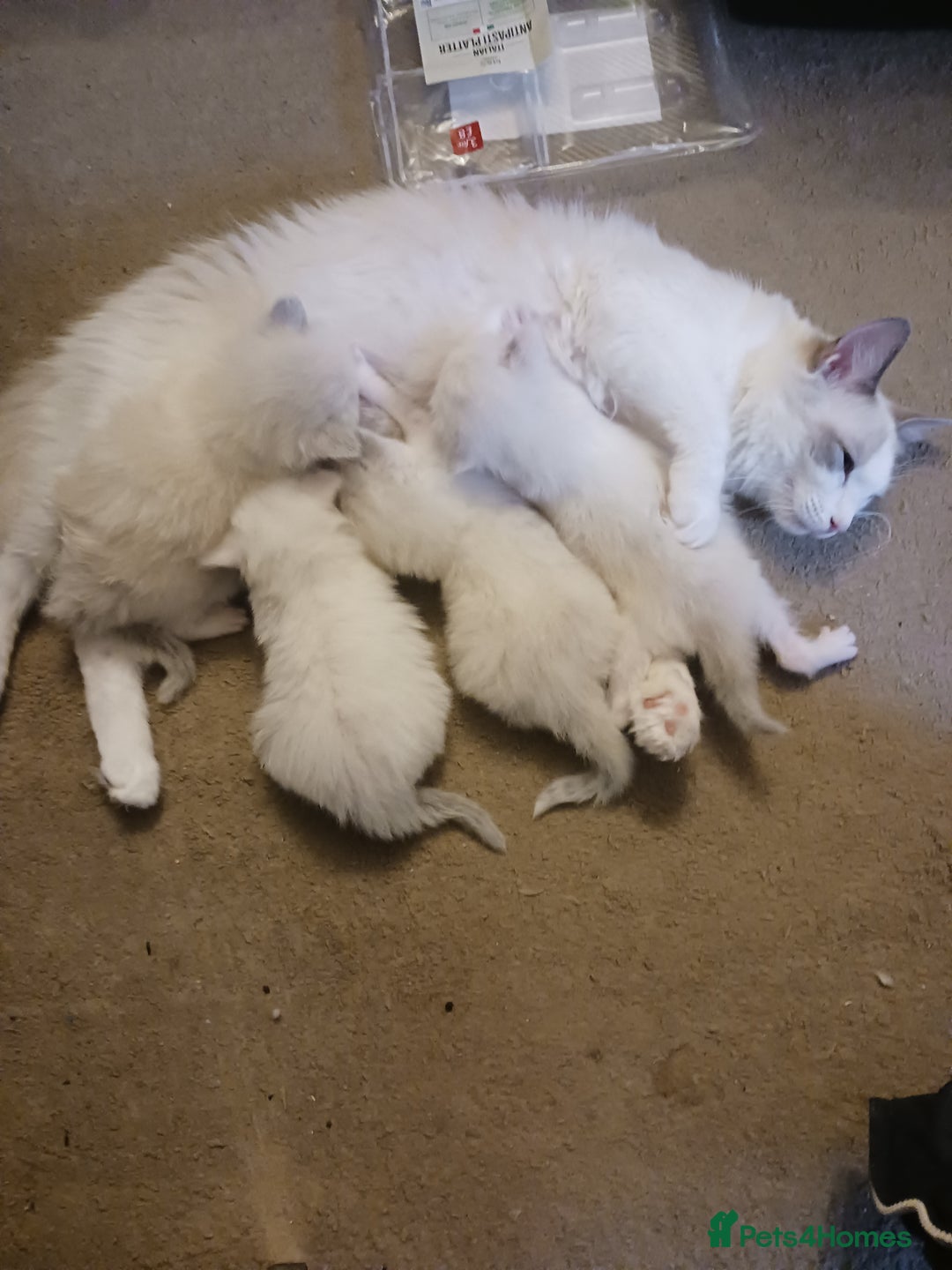 Ragdoll cats for sale: CUTE RAGDOLL KITTENS  - Image 15
