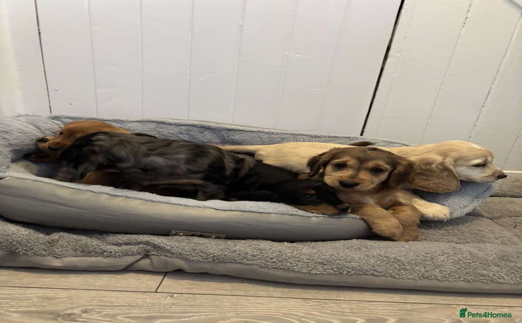 Cocker Spaniel dogs - Advert 4