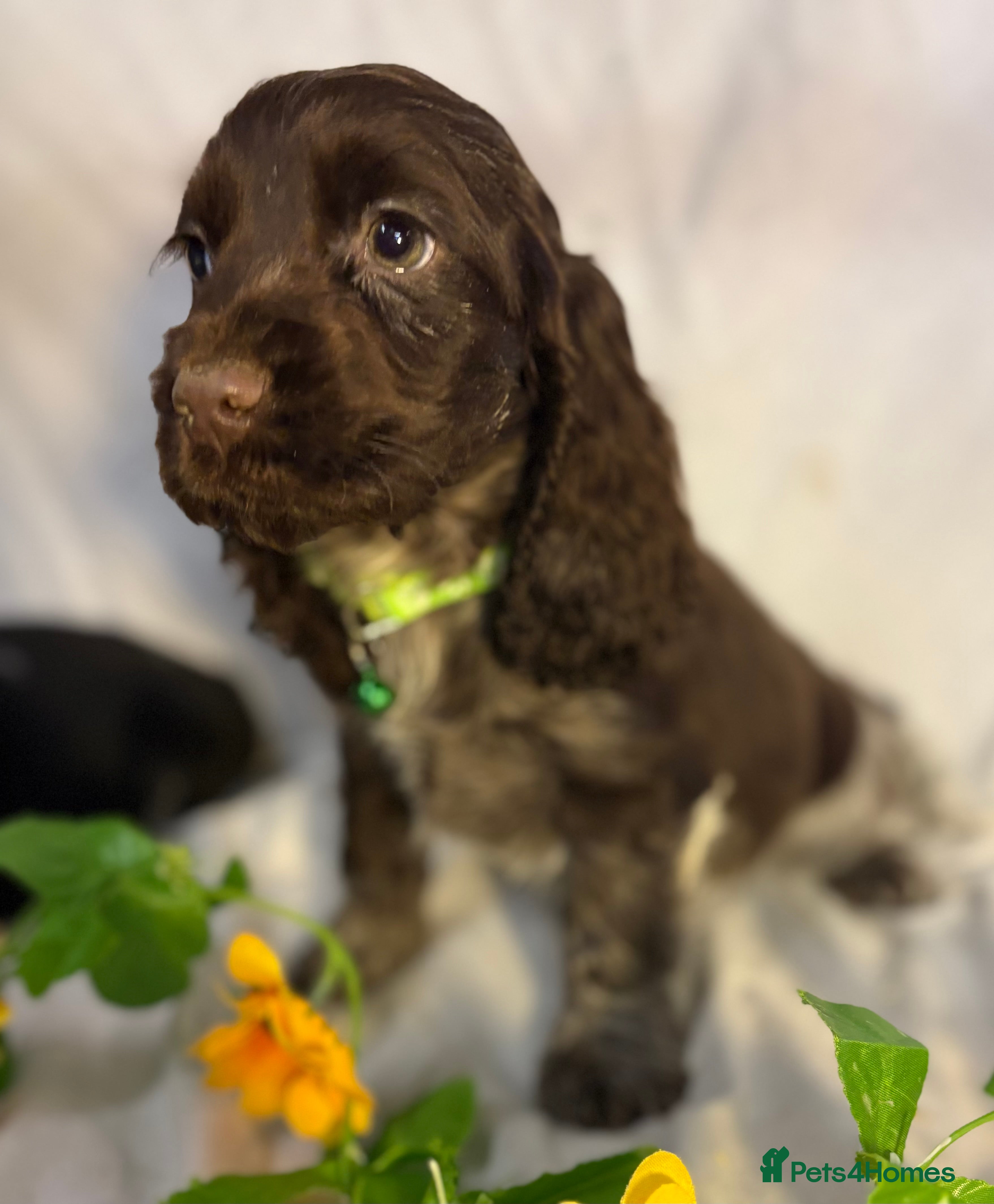 Cocker Spaniel dogs 🩷Scrumptious Cocker Spaniel puppies 🩷 - Advert 10