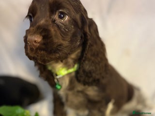 Cocker Spaniel dogs 🩷Scrumptious Cocker Spaniel puppies 🩷 - Advert 10
