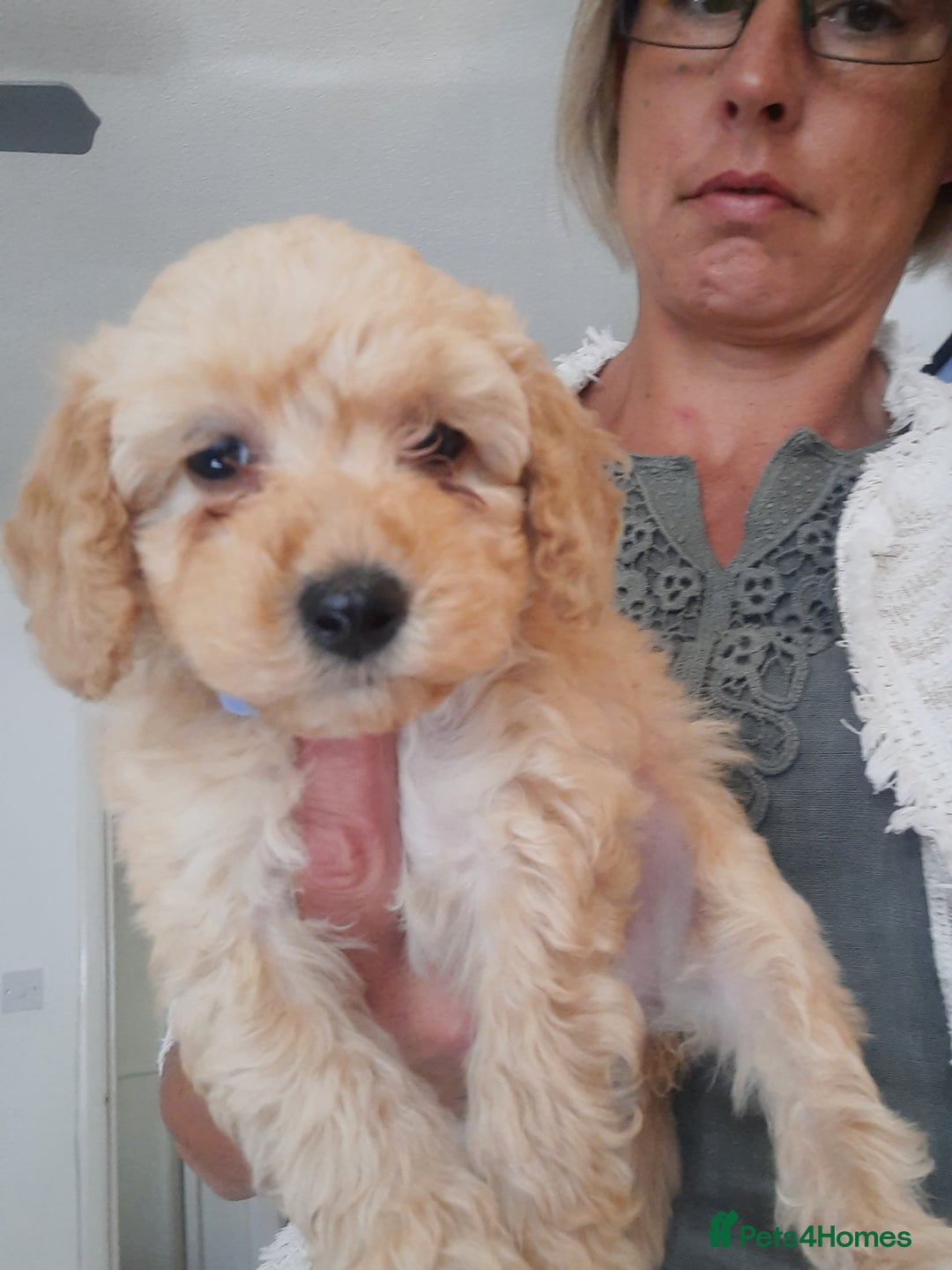 Miniature Poodle dogs for stud: KC Registered Stud Mini Poodle Winnie  in March - Image 2