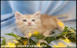 Siberian cats for sale: Siberian Kittens Available for Reservation!  - Image 6