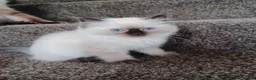 Ragdoll cats for sale: Ragdoll kittens in Flint - Advert 8