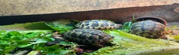 Tortoise reptiles for sale: 4” tortoise 3 x Mediterranean  + 1 x Hermanns  - Advert 1