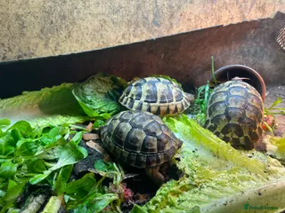 Tortoise reptiles 4” tortoise 3 x Mediterranean + 1 x Hermanns - Advert 2
