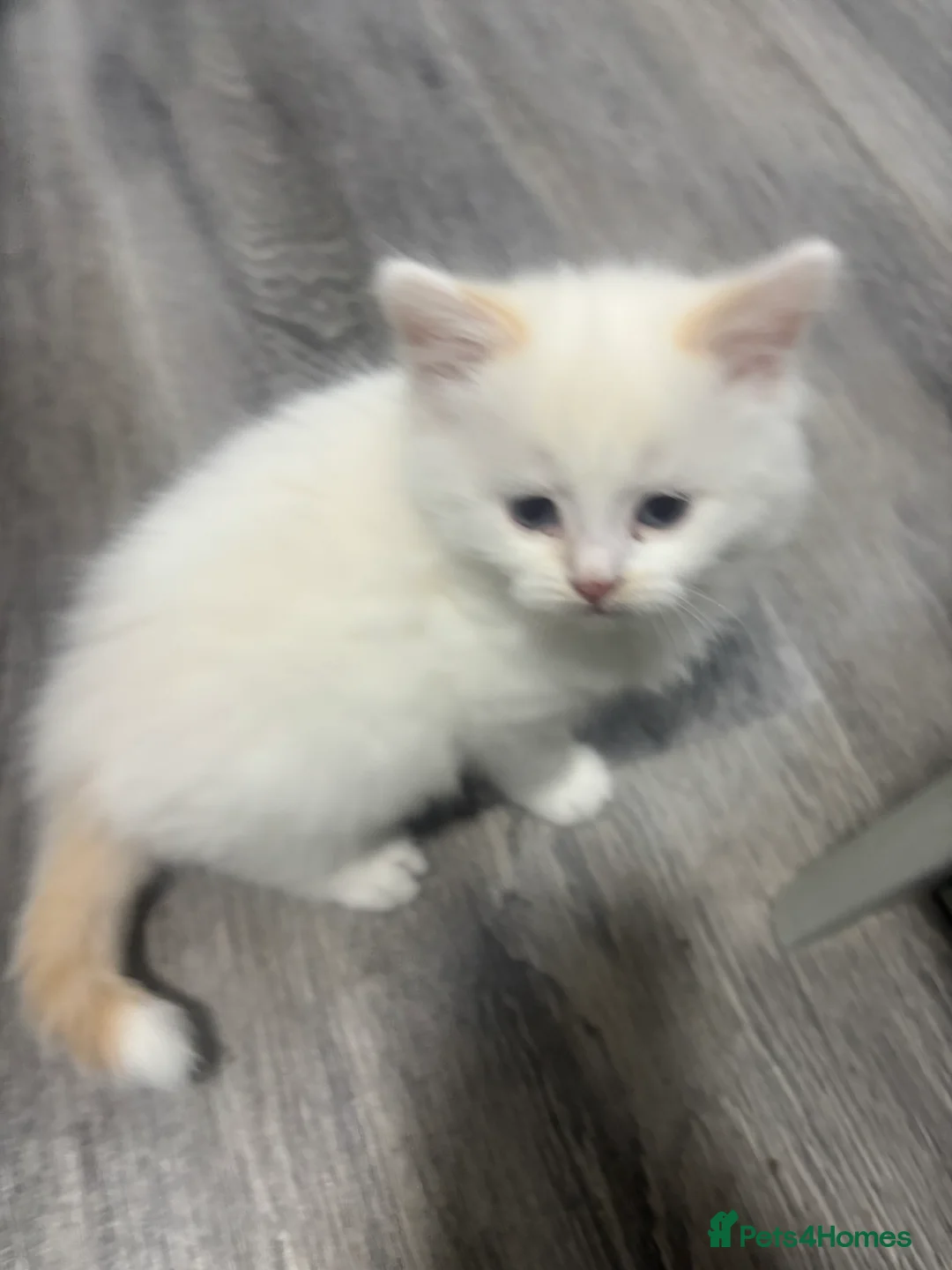 Mixed Breed cats for sale: Kittens - Advert 15