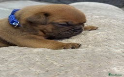 English Bulldog dogs for sale: English Bulldog puppies for sale KC registered  - Image 16